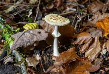 &laquo;Keine Sicherheit&raquo; - Experte warnt vor Pilzbestimmungs-Apps - Harald Tittel/dpa