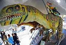 nic_2961b - Nicole Ellerbrake