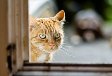 Nachbarskatze nicht f&uuml;ttern - Foto: Markus Scholz/dpa-tmn