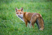 Ein Fuchs steht auf einer Wiese. - Foto: Patrick Pleul/dpa-Zentralbild/dpa-tmn