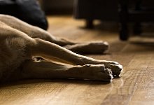 Malaria - pixabay / creative commons