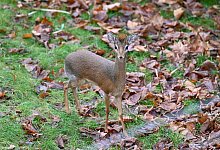Erstmals Dikdiks im Kölner Zoo - Maximilian von Klenze/dpa