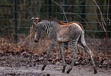 Zebra - Daniel L&ouml;b/dpa