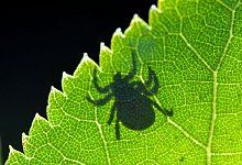 Zecke - Patrick Pleul/dpa-Zentralbild/dpa