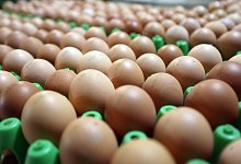 Eier aus &ouml;kologischer Erzeugung - Matthias Bein/dpa-Zentralbild/dpa