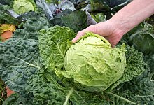 Kohlsch&auml;dling - Foto: Nestor Bachmann