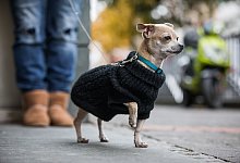 Hund mit Pullover - Foto: Frank Rumpenhorst/dpa