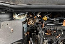 Katze aus Motorraum befreit - --/Berufsfeuerwehr Augsburg/dpa