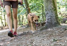 Mensch mit Hund im Wald - Foto: Robert G&uuml;nther/dpa-tmn
