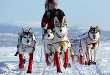 Iditarod-Hundeschlittenrennen - Foto: Sebastian Schn&uuml;lle/privat/dpa