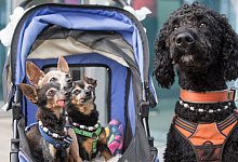 Drei Prager Rattler und ein Pudelmix-Hund bei der Rassehunde-Ausstellung auf der Messe Erfurt. - arifoto UG/dpa