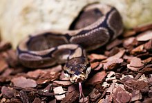 K&ouml;nigspython - Christian Charisius/dpa