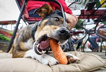 Sonst wird ihm hundeelend: Was Bello nicht fressen sollte - Frank Rumpenhorst/dpa