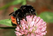 Eine Steinhummel - Foto: Helge May/NABU/dpa/Archiv