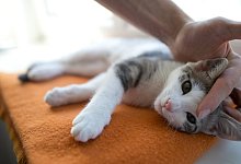 Junge Katze - Foto: Jochen L&uuml;bke/dpa