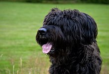 Vier Briards des Mannes hatten eine Joggerin attackiert, daraufhin wurden ihm die Hunde entzogen. - (Symbolbild) Pixabay