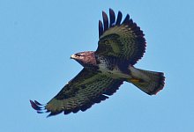 Gefahr f&uuml;r Jogger - Bussarde verteidgen ihr Revier - dpa