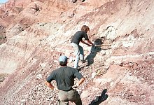 Bissspuren von S&auml;ugetieren auf Dinosaurierknochen entdeckt - Foto: Andreas Matzke/Universit&auml;t T&uuml;bingen/dpa