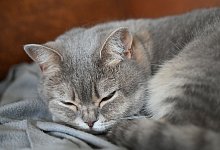 Katze - Helena Dolderer/dpa