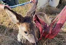 img_26551 - 1 - 1 - Feuerwehr Bad Salzuflen