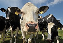 Infektion durch Kuhkontakt? - PETERSHAGEN