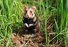 Euskirchen wildert Feldhamster aus - Oliver Berg/dpa