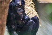 Bonobo-Weibchen im Kölner Zoo geboren - Oliver Berg/dpa