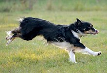 Schlaue Vierbeiner - Foto: Bernd Settnik