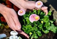 Tausendschön auf dem Balkon - Kirsten Neumann/dpa-tmn