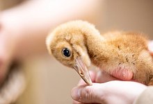 K&ouml;lner Zoo stellt K&uuml;ken bei den Schneekranichen vor - Thomas Banneyer/dpa