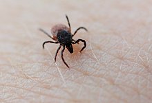 Von wegen Winterschlaf - Foto: Daniel Reinhardt/dpa/dpa-tmn