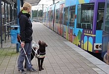 Hund und Mensch arbeiten bei der Ausbildung zum F&uuml;rhund zusammen. - Archiv: Lieselotte Hasselhoff