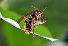 Hornisse - Britta Pedersen/dpa-Zentralbild/dpa