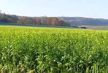 zwischenfrucht-senf-2021-kl - Landwirtschaftlicher Kreisverband