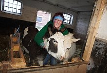 miw-esel-haustier-1 - Michaela Wei&szlig;e(LZ)