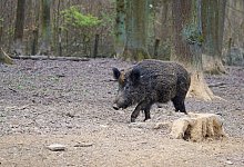 Wildschwein - Symbolbild: Pixabay