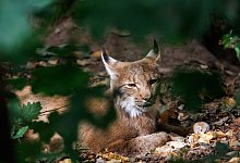 Luchs - Daniel Karmann/dpa