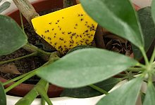 Gelbsticker - Foto: Nathalie Helene Rippich/dpa-tmn