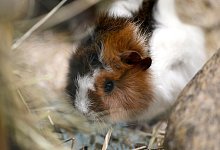 Luftspr&uuml;nge bei Meerschweinchen sind normal - Foto: dpa
