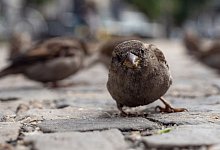 Spatz - Foto: Paul Zinken/dpa-Zentralbild/dpa