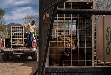 700 Wildtiere ziehen wegen Gewalt in Mexiko um - Felix Marquez/AP/dpa
