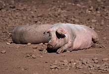 Schweine - Foto: Joe Giddens/PA Wire/dpa