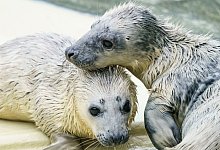 Kegelrobben - Foto: Axel Heimken/dpa