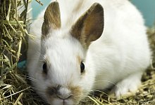 Heu gut f&uuml;r Kaninchen - Foto: Jens Schierenbeck/dpa-tmn