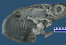 Fischsaurier - Foto: D.Cortes / SMNS/Staatsliches Museum f&uuml;r Naturkunde Stuttgart/dpa