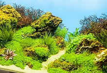 Aquariumlandschaft - Foto: FLH/dpa-tmn