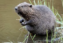 Biber - Foto: Felix Heyder