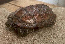 Tierqu&auml;ler haben diese Schildkr&ouml;te aus dem fahrenden Auto geworfen. Das Tierheim hofft auf Hinweise. - Tierschutzverein Bielefeld