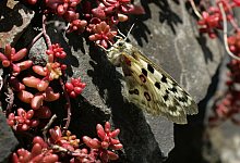 Apollofalter - Thomas Frey/dpa