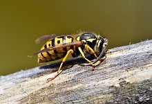 Wespen - Symbolbild: Pixabay